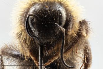 Media type: image;   Entomology 813739 Description: Specimen documentation photo of head frontal viewfrom specimen MCZ:Ent:813739, captured on2025-02-06;  Aspect: head frontal view